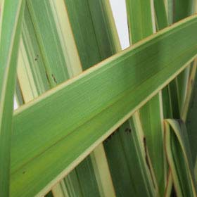 Phormium tenax Variegatum